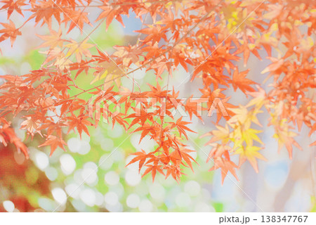 背景素材　鮮やかな紅葉 138347767