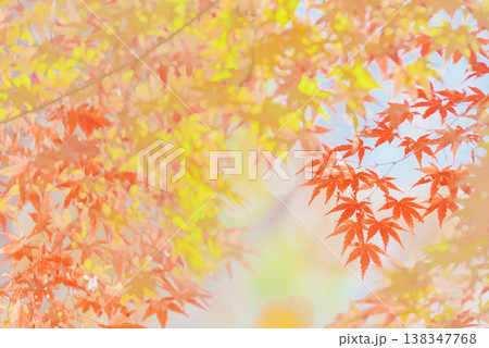 背景素材 鮮やかな紅葉 背景素材 鮮やかな紅葉 138347768