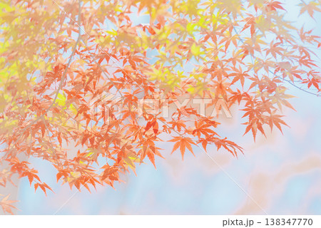 背景素材　鮮やかな紅葉 138347770