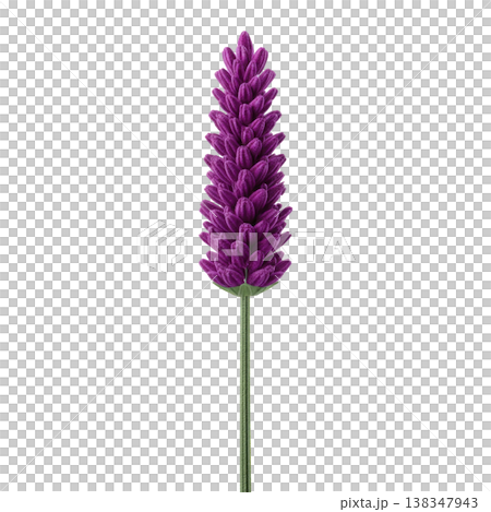 Vibrant purple lavender flower stands tall with slender green stem, showcasing its delicate petals in vertical arrangement. image captures essence of nature beauty 138347943