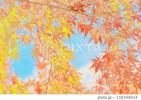 背景素材　鮮やかな紅葉 138348014