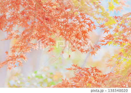 背景素材　鮮やかな紅葉 138348020