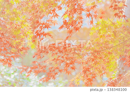 背景素材 鮮やかな紅葉 背景素材 鮮やかな紅葉 138348100