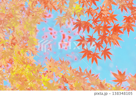 背景素材 鮮やかな紅葉 背景素材 鮮やかな紅葉 138348105