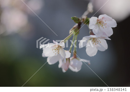 桜満開 ソメイヨシノ 桜満開 ソメイヨシノ 138348141