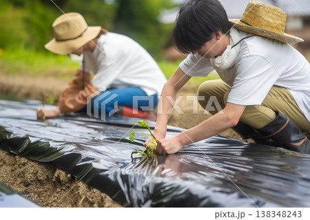 畑で苗を植える若い男性の農家 畑で苗を植える若い男性の農家 138348243
