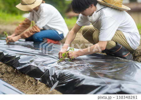 畑で苗を植える若い男女の農家 138348261