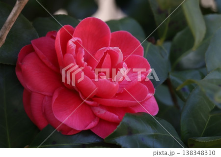 早春の庭に咲く赤い八重咲きのツバキの花 138348310