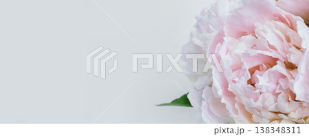 Pink peony flower close up on light banner with copy space 138348311