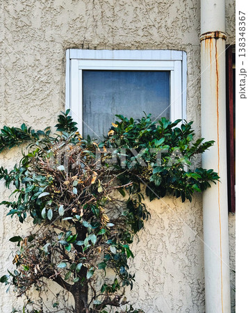 玄関先に置かれた植物 玄関先に置かれた植物 138348367