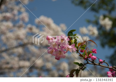 花カイドウと桜 花カイドウと桜 138348391