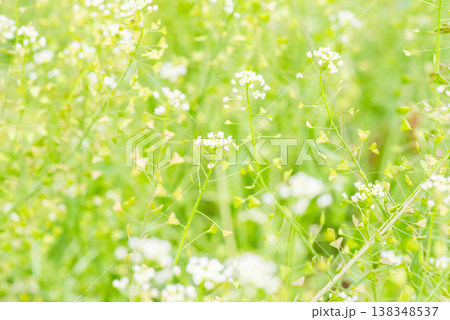 ぺんぺん草の生い茂る風景 138348537
