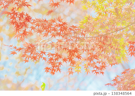 背景素材　鮮やかな紅葉 138348564