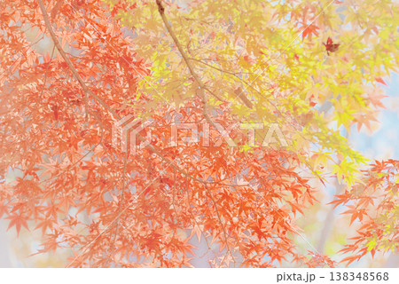 背景素材　鮮やかな紅葉 138348568