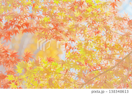 背景素材　鮮やかな紅葉 138348613