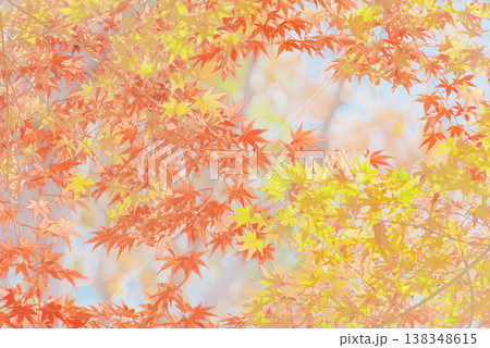 背景素材 鮮やかな紅葉 背景素材 鮮やかな紅葉 138348615