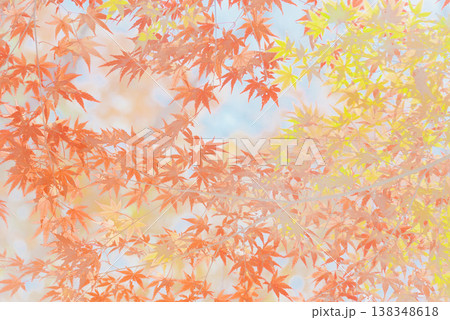 背景素材　鮮やかな紅葉 138348618