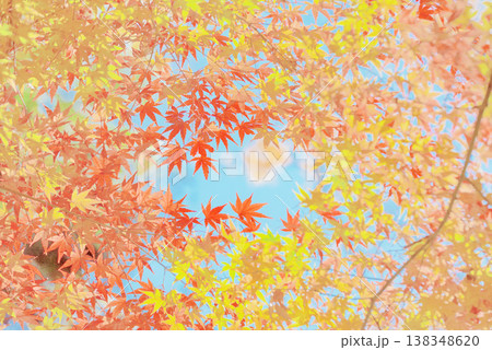背景素材 鮮やかな紅葉 背景素材 鮮やかな紅葉 138348620