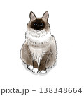 猫のイラスト　猫　イラスト　ラグドール　かわいい　おすわり　ふわふわ　もふもふ 138348664