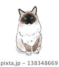 猫のイラスト　猫　イラスト　ラグドール　かわいい 138348669