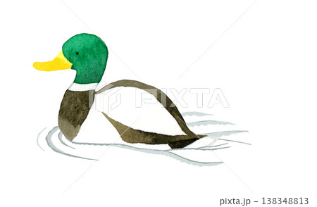 泳ぐマガモのオス　かわいい・ゆるい動物の手描き水彩イラスト素材 138348813