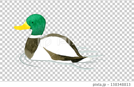 A male mallard swimming - Cute, whimsical, hand-drawn watercolor illustration of an animal. A male mallard swimming - Cute, whimsical, hand-drawn watercolor illustration of an animal. 138348813