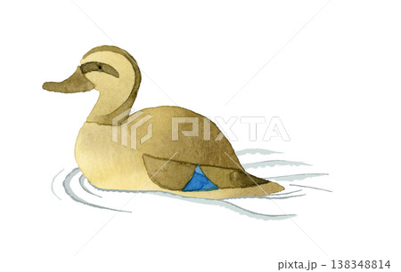 泳ぐマガモのメス　かわいい・ゆるい動物の手描き水彩イラスト素材 138348814