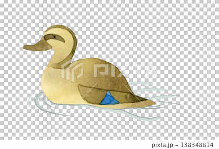 泳ぐマガモのメス　かわいい・ゆるい動物の手描き水彩イラスト素材 138348814
