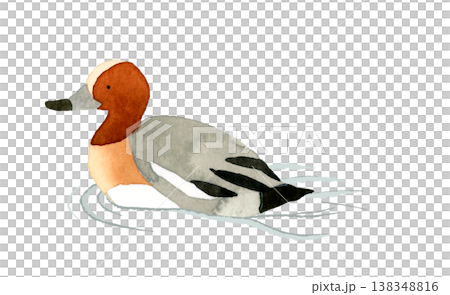 一隻雄性歐亞赤頸鴨在游泳——可愛、奇特、手繪水彩動物插圖。 138348816