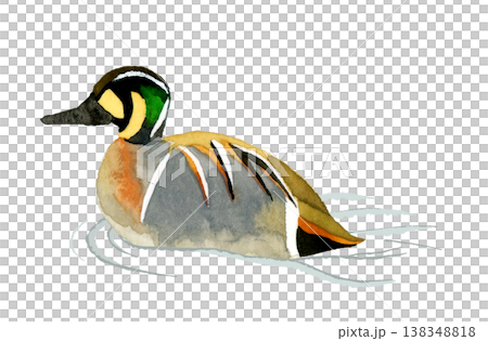 一隻正在游泳的雄性貝加爾鴨——可愛、奇特、手繪水彩動物插畫。 138348818