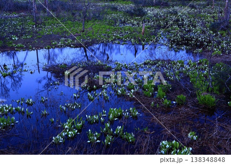 秋田県 夜明けの水芭蕉群生地 秋田県 夜明けの水芭蕉群生地 138348848