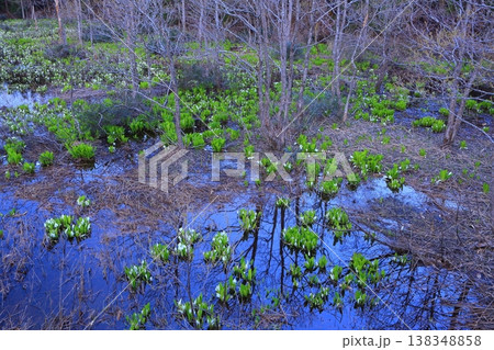 秋田県 夜明けの水芭蕉群生地 秋田県 夜明けの水芭蕉群生地 138348858