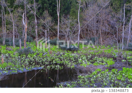 秋田県 夜明けの水芭蕉群生地 秋田県 夜明けの水芭蕉群生地 138348873