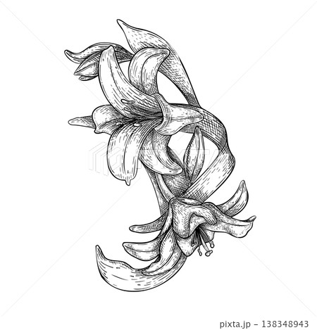 White lily and buds vector black white line art isolated. Lilium flower with petals and leaf botanical Illustration outline hand drawn. Design for wedding invitation in church, christen, Easter card. White lily and buds vector black white line art isolated. Lilium flower with petals and leaf botanical Illustration outline hand drawn. Design for wedding invitation in church, christen, Easter card. 138348943