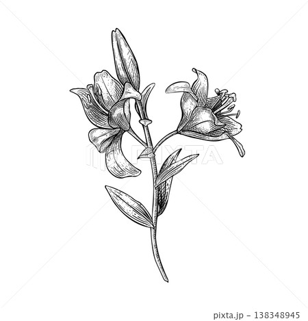 Lily flower branch vector drawing. Botanical illustration of lily blossom outline. Hand drawn sketch of lily plant. Black and white floral design element for card, invitation and art print background. 138348945