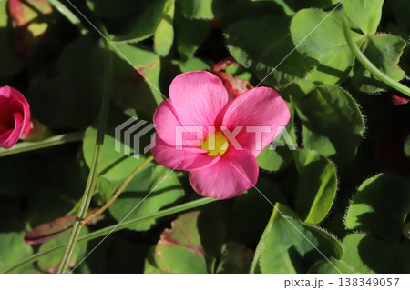 早春の庭に咲くピンク色のフヨウカタバミの花 早春の庭に咲くピンク色のフヨウカタバミの花 138349057