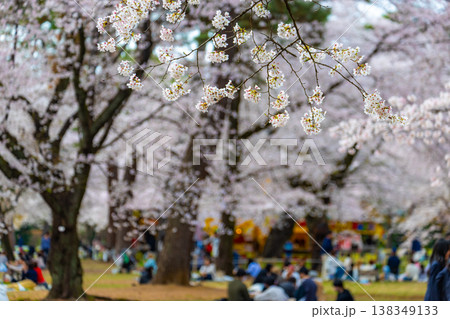 大宮公園の桜 138349133