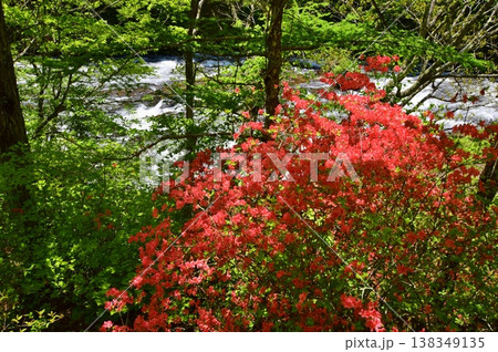 ツツジの花咲き誇る奥日光 138349135