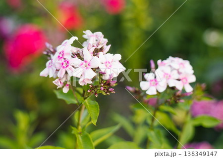 Phlox paniculata Volshebnaya Fleyta blooming in the garden Phlox paniculata Volshebnaya Fleyta blooming in the garden 138349147
