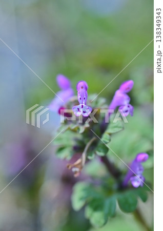 春の野原に咲くホトケノザの花クローズアップ 春の野原に咲くホトケノザの花クローズアップ 138349343