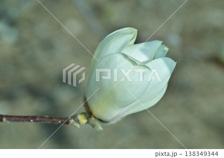 咲き始めたハクモクレンの蕾 咲き始めたハクモクレンの蕾 138349344