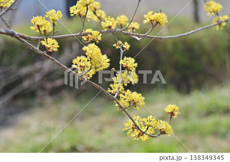 春の訪原産れを告げる黄色い小花の山茱萸 138349345