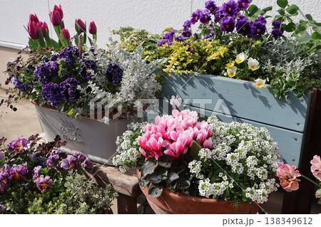 春の花の寄せ植え&寄せ鉢 春の花の寄せ植え&寄せ鉢 138349612