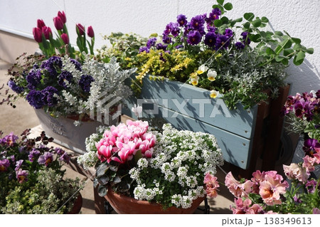 春の花の寄せ植え&寄せ鉢 春の花の寄せ植え&寄せ鉢 138349613
