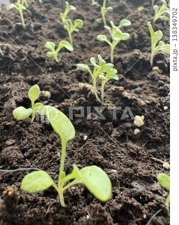 Young pepper seedlings sprouting in black soil in a container at home. Spring season. Young pepper seedlings sprouting in black soil in a container at home. Spring season. 138349702