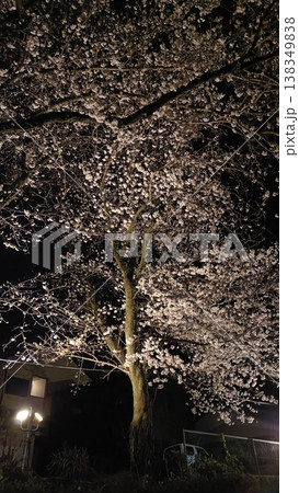 ライトアップされた夜桜 ライトアップされた夜桜 138349838