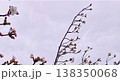 春の訪れを感じる桜の枝と曇り空　コピースペース 138350068
