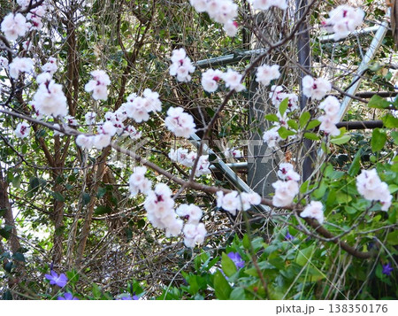 春の近隣公園に咲いた桜 138350176