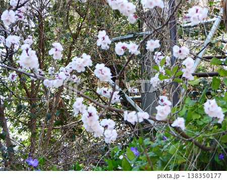 春の近隣公園に咲いた桜 春の近隣公園に咲いた桜 138350177