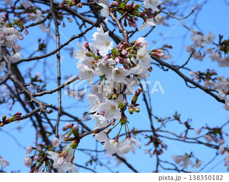 春の近隣公園に咲いた桜 春の近隣公園に咲いた桜 138350182